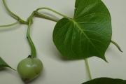 <strong>Ipomoea macrantha - Ramon, Laurence - 139</strong><br />© Ramon, Laurence
